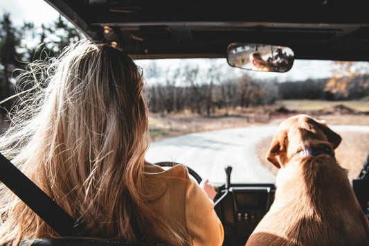 Traveling with Dogs Made Easy: Essential Products You Can’t Ignore